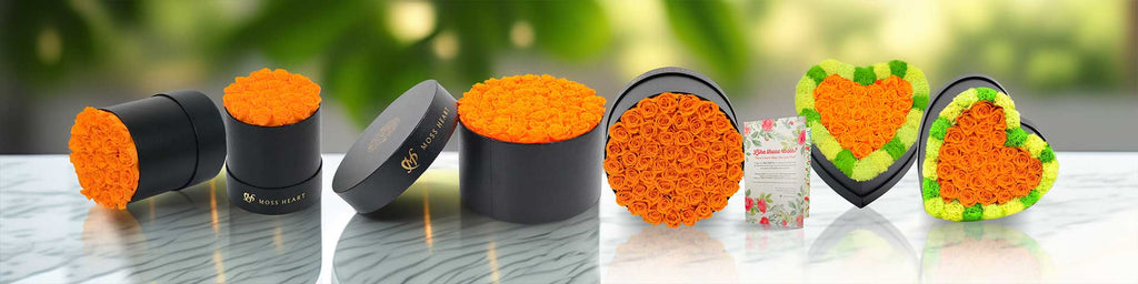 Orange Roses