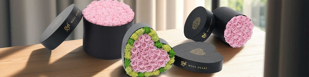 Light Pink Roses